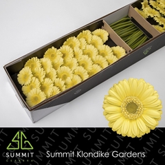 Germini Lemon Ice 45cm 7cm Ø