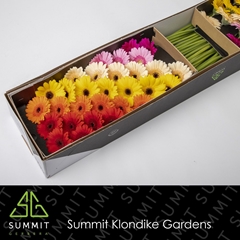 Germini Diagonaal Gem 45cm 7cm Ø