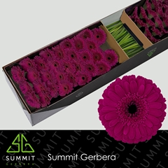 Germini Rhapsody 45cm 7cm Ø