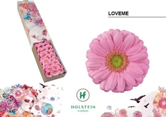 Germini Loveme X50 45cm 7cm Ø