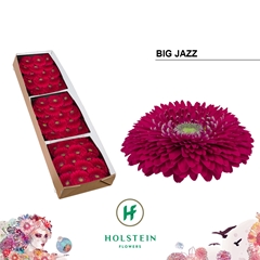 Ge Gb Gerpo Big Jazz 45cm 10cm Ø