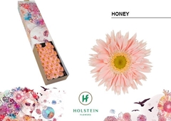 Ge Ms Gersp Honey 45cm 7cm Ø