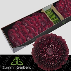 Gebera Mb Pom Black Pearl 45cm 7cm Ø