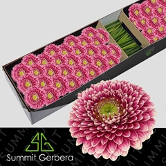 Germini Hades+ 45cm 7cm Ø
