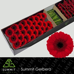 Germini Red Ruby 45cm 7cm Ø