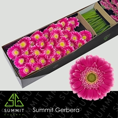 Germini Wonderwall 45cm 7cm Ø