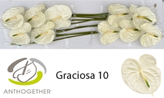 Anth A Graciosa 15cm Ø