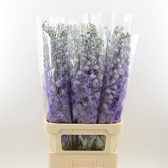 Delph El Dev Pur Hrt 100cm 23