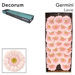 Ge Mi Lavie 45cm 7cm Ø