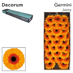 Germini Jazzy 45cm 7cm Ø