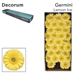 Germini Lemon Ice 45cm 7cm Ø