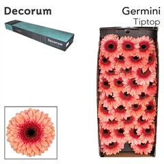 Germini Tiptop 45cm 7cm Ø