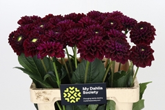 Dahl Black Fox 60cm