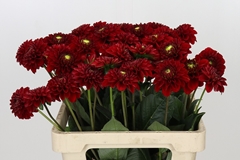 Dahl Red Fox 60cm