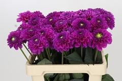 Dahl Purple Fox 60cm