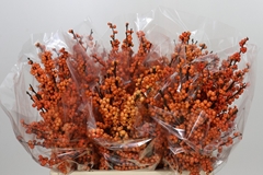 Ilex Winter Gold 60cm