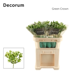 Alstr Green Crown 70cm 70gram