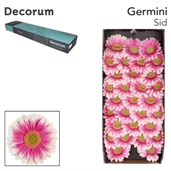 Germini Sid+ 45cm 7cm Ø