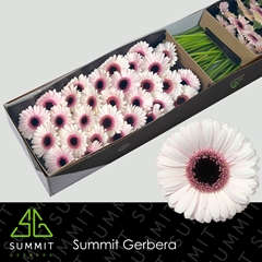 Germini Abby Lou 45cm 7cm Ø