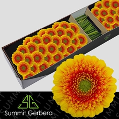 Germini Ariba 45cm 7cm Ø