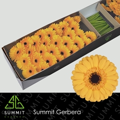 Germini Tweety 45cm 7cm Ø