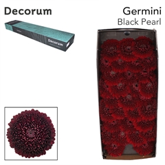 Gebera Mb Pom Black Pearl 45cm 7cm Ø