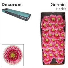 Germini Hades+ 45cm 7cm Ø