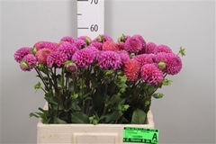 Dahl Caitlins Joy 65cm