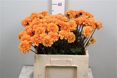 Dahl Sylvia 60cm