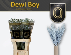 Delph El Dewi Boy 90cm 23