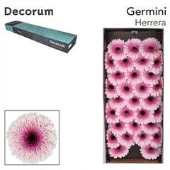 Germini Herrera 45cm 7cm Ø