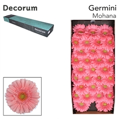 Germini Mohana+ 45cm 7cm Ø