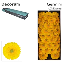 Germini Okibana 45cm 7cm Ø