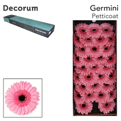 Germini Petticoat 45cm 7cm Ø
