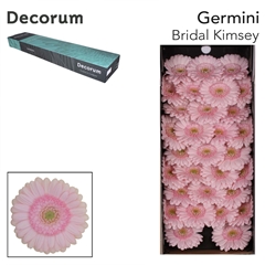 Germini Bridal Kimsey 45cm 7cm Ø