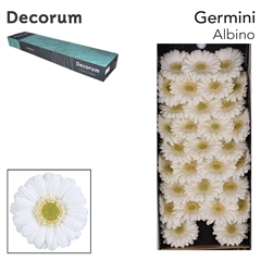 Germini Albino 45cm 7cm Ø