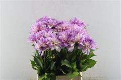 Dahl Dec Sweet Tiamo 50cm