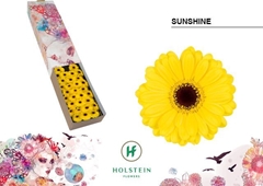 Germini Sunshine 45cm 7cm Ø