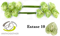 Anth A Extase 15cm Ø