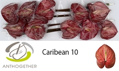 Anth A Caribean 15cm Ø