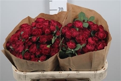 R Tr Red Trendsetter 70cm 55+