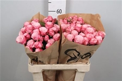 R Tr Birds Nest+ 60cm 55+