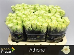 R Gr Athena