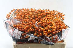Rosa Hiphop Sunset 50cm