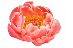 Paeo Coral Charm 55cm 23 Za
