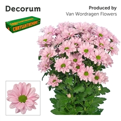 Chr T Kennedy Rosy 70cm 80gram