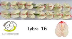 Anth A Lybra-adr- 11cm Ø