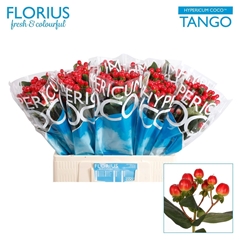 Hyp Coco Tango 60cm
