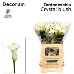 Zant Crystal Blush