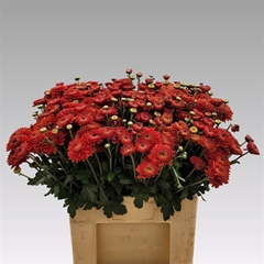 Chr Tbu Blenda Red